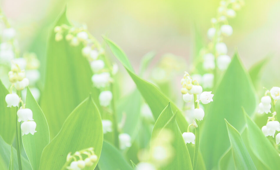 muguet.photo(みゅげふぉと）スケジュール